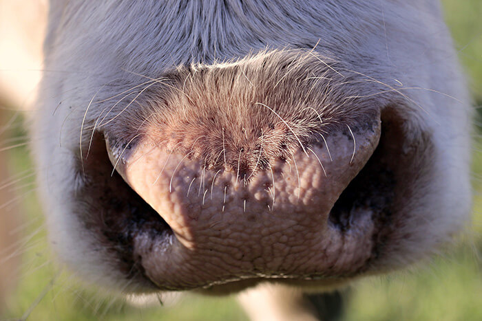 Kuh Nase