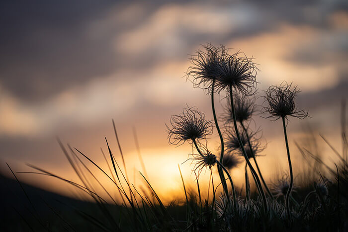 Blumen im Sonnenuntergang