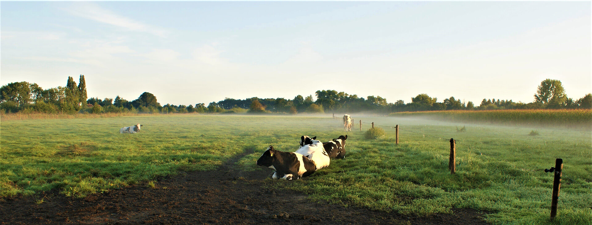 Kuh auf Wiese