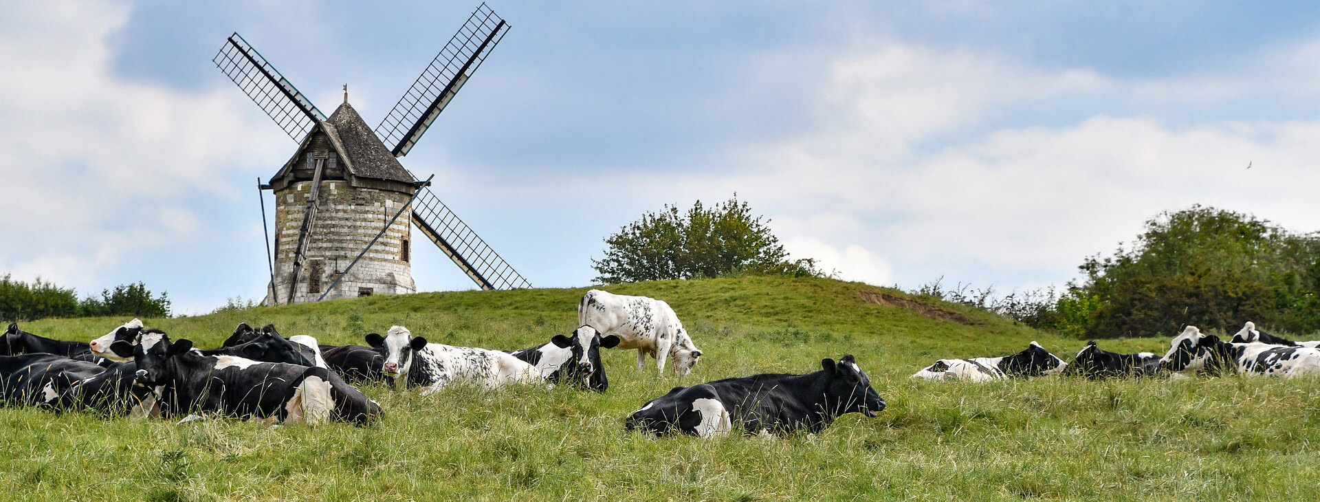 Kühe auf Wiese vor einer Windmühle